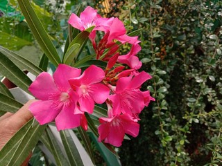 Oleander flowers on green leaves are ornamental flower that is popularly planted in front of the house because the trunk is not very high, the branches are few but the flowers are bushy. Each bouquet 