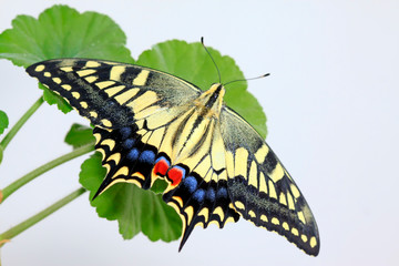 Papilio machaon on green plant