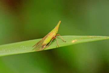 Dictyophara on green leaf
