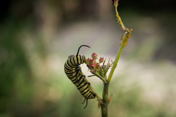 A macro photo of a caterpillar in the Brazilian cerrado. Chapada Diamantina National Park, Bahia, Brazil