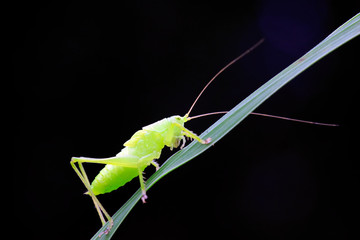 longhorned grasshoppers