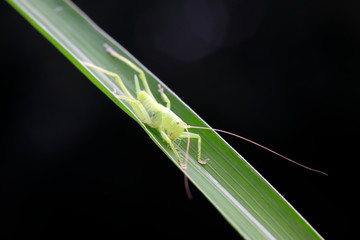 longhorned grasshoppers