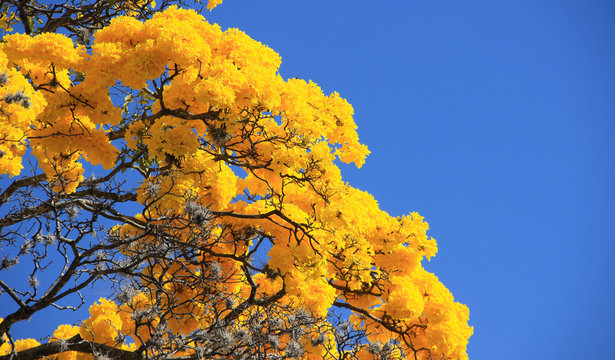 Yellow blossom in spring Tabebuia chrysantha or Araguaney the National tree of Venezuela an emblematic native species of extraordinary beauty