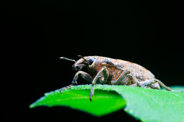 weevil on plant