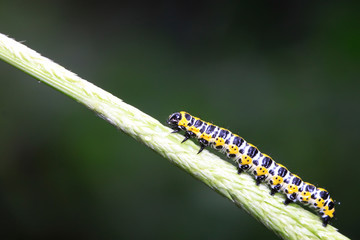 Cucullia fraterna on green leaf