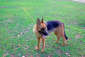 Shepherd, animals, pets, domestication, gentle, fierce, robust, lovely, hunting, outdoor, health, mammals, closeup, mouth, tongue, eyes, ears, alert, grass, weeds, prostrate, lying, lying down, rest