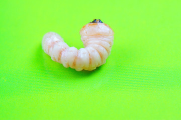 Monochamus alternatus larvae