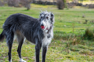 Fototapeta premium Black greyhound in the meadow