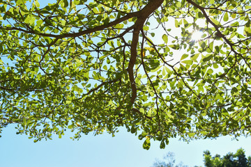 Fototapeta premium sun light through green leaf branchs of big tree