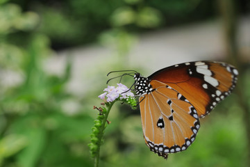 beautiful orange butterfly on blossom flower in the morning