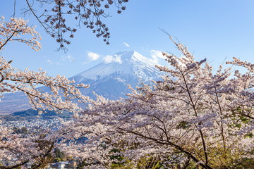 富士山と満開の桜、山梨県富士吉田市孝徳公園にて