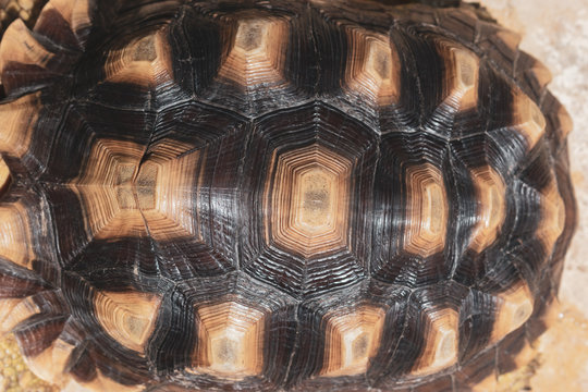 pattern of hard tortoiseshell, closeup image of turtle animal