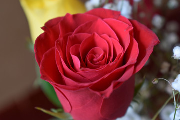 red rose on green background