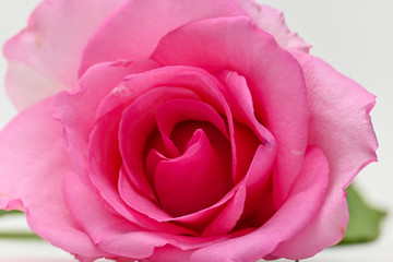 closeup beauty petal of pink rose flower blossom on white background