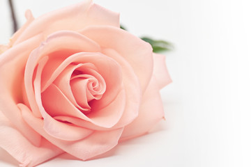 Fototapeta na wymiar single beauty flower rose gold color blossom with heart shape isolated on white background