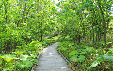 Fototapeta premium 釧路湿原国立公園 湿原展望遊歩道