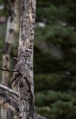 Great Grey Owl