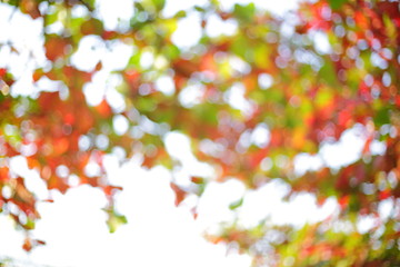 autumn morning day, abstract image of blur bokeh in nature