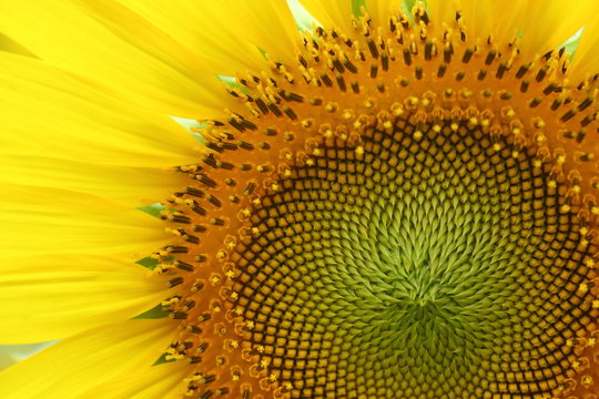 macro image of flower, beautiful sunflower blossom blooming in nature