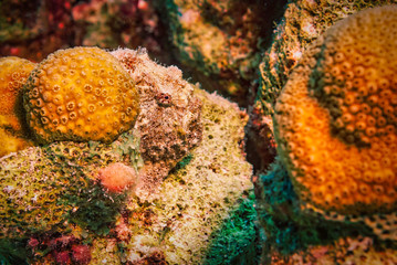 Long Lure Frog Fish camouflaged for an ambush