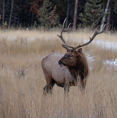 Naklejka na ściany i meble Elk in Banff Canada 