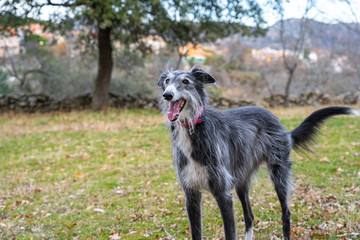 Fototapeta premium Black greyhound in the meadow