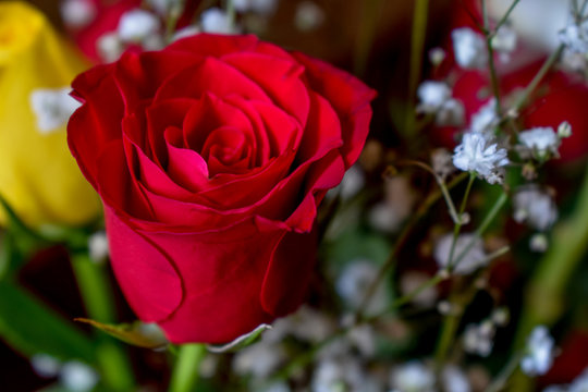 red rose in garden
