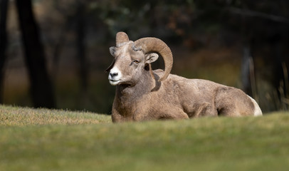 Obraz na płótnie Canvas Bighorn Sheep Ram