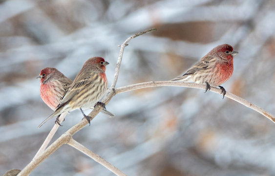 House finch in Idaho in winter at Christmas time