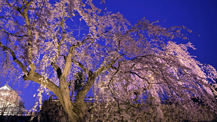 Sakura in bloom