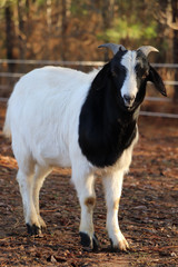 Boer billy goat