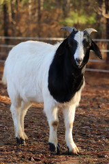 Obraz premium Boer billy goat