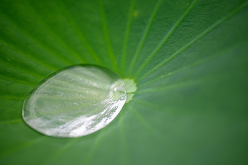 蓮の葉の雫