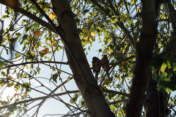 Dos aves románticas acurrucadas sobre la rama de un árbol