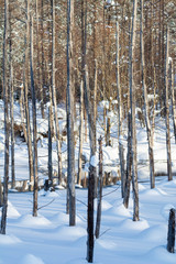 冬の青い池　美瑛町