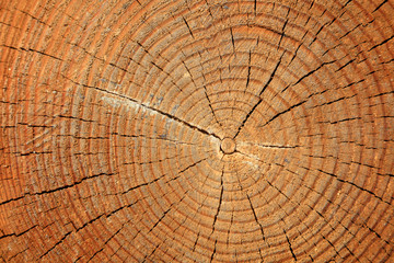 Tree rings and cracks