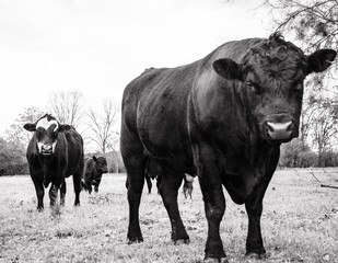 cattle ranch, Georgia