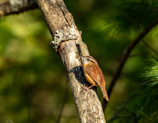 Carolina Wren