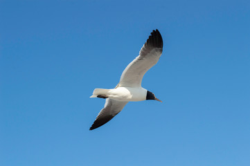 Sea Gull in Flight at Seaside Heights