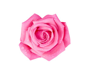 Pink or purple rose flowers patterns with water drop over petal top view isolated on white background and clipping path