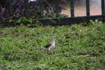 bird on the grass