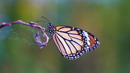Bright orange yellow white tropical butterfly on a dry web-covered branch. the birth of a butterfly from a larva.