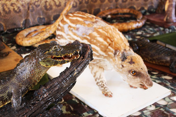 Stuffed alligator. crocodile stuffed. stuffed animal on top of branch. stuff to fill the skin of (a dead animal) to preserve the appearance it had when alive.