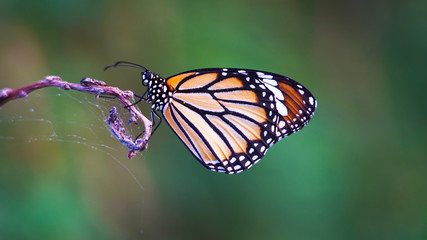 Bright orange yellow white tropical butterfly on a dry web-covered branch. the birth of a butterfly from a larva.