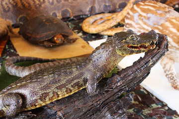 Stuffed alligator. crocodile stuffed. stuffed animal on top of branch. stuff to fill the skin of (a dead animal) to preserve the appearance it had when alive.