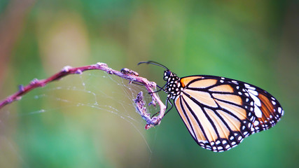 Bright orange yellow white tropical butterfly on a dry web-covered branch. the birth of a butterfly from a larva.