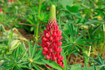 Lupine flowers in the botanical garden
