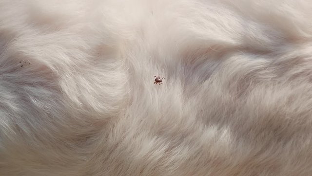 Tick climbing on dog white fur