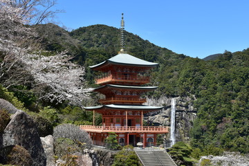 那智熊野大社の三重塔と桜