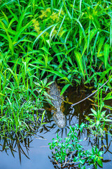crocodile from brazil 